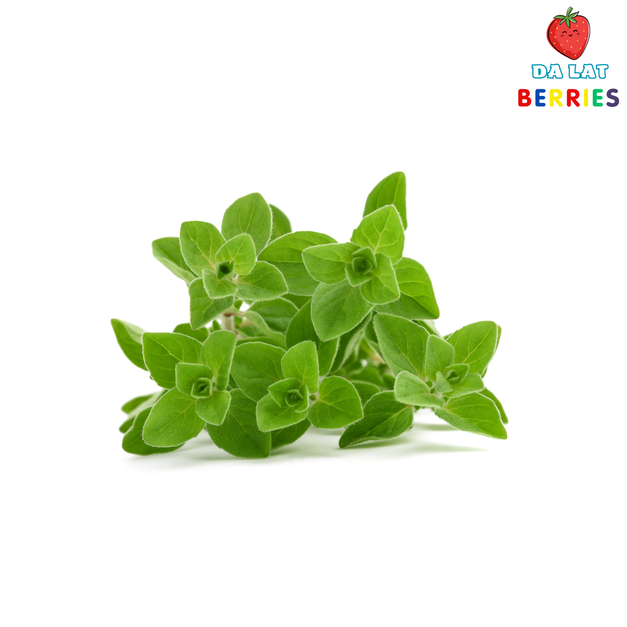 Lá Kinh Giới Oregano